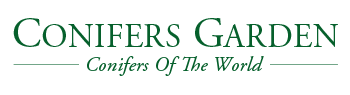 Conifers Garden CA - World's conifers | Shipping Worldwide